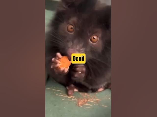 Video thumbnail for What is this? Tasmanian devil (So Cute) 🥰 #tasmaniandevil #australia