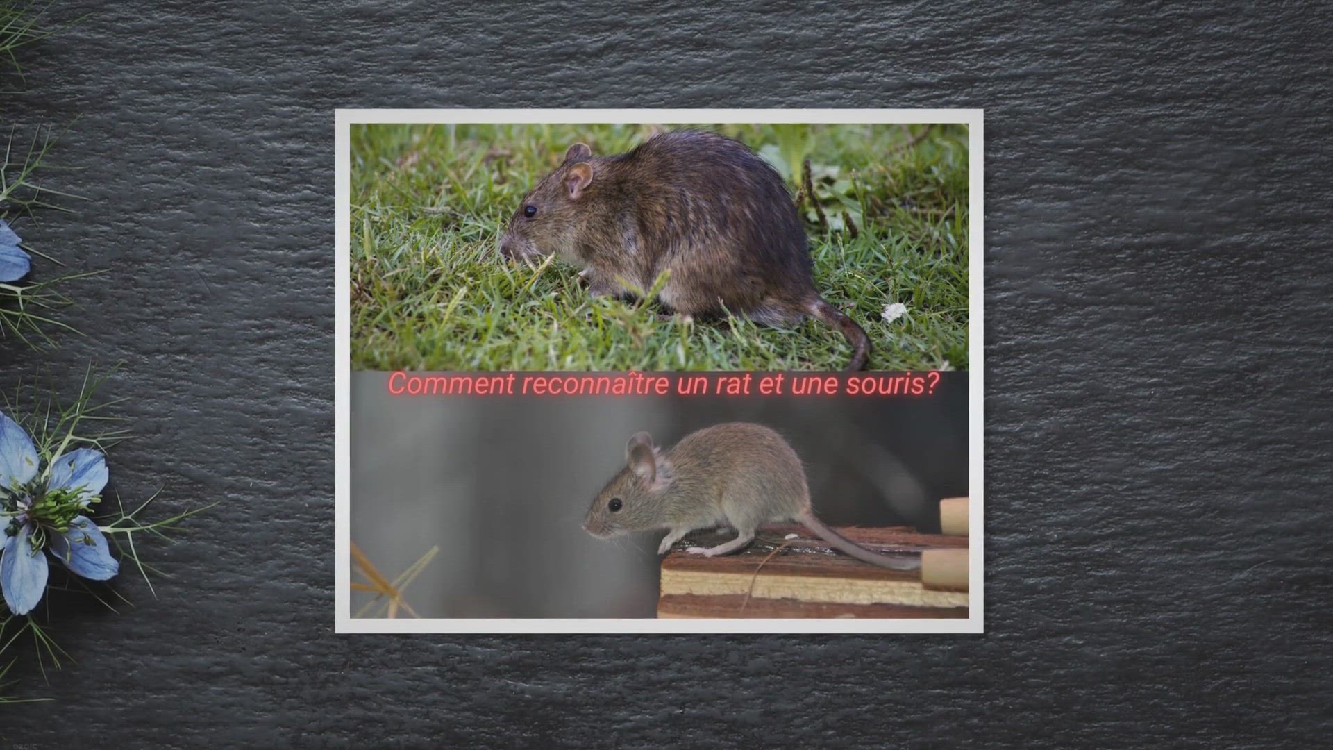 Video thumbnail for Quelles différences entre un rat et une souris?