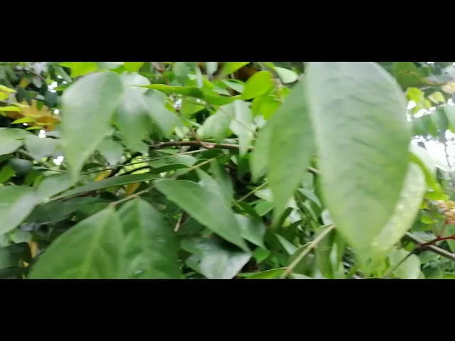 Video thumbnail for Star Fruit