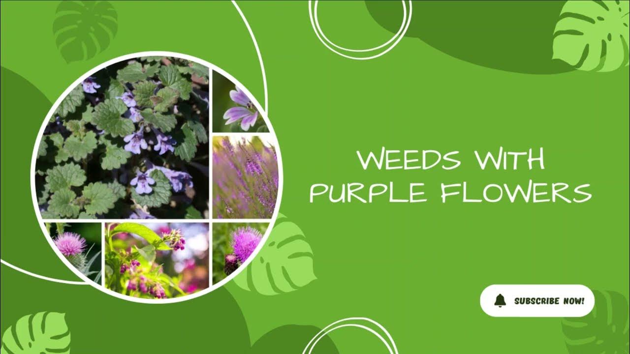 Video thumbnail for Weeds With Purple Flowers: Guide for Identification