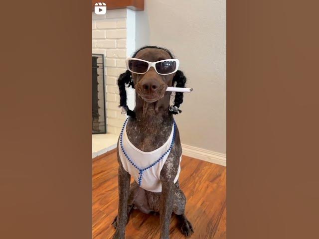 'Video thumbnail for Snoop Doggy Dog #snoopdogg #doggydoggy #dogblogger #dograp #rapperdog #blacklabrador'