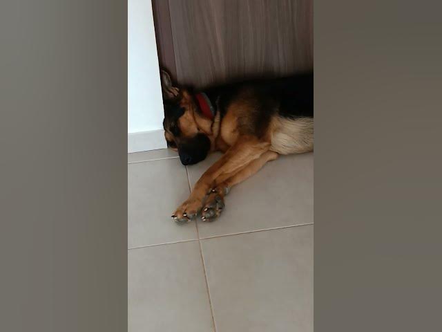 Video thumbnail for GSD 101 VID 20231007 161541