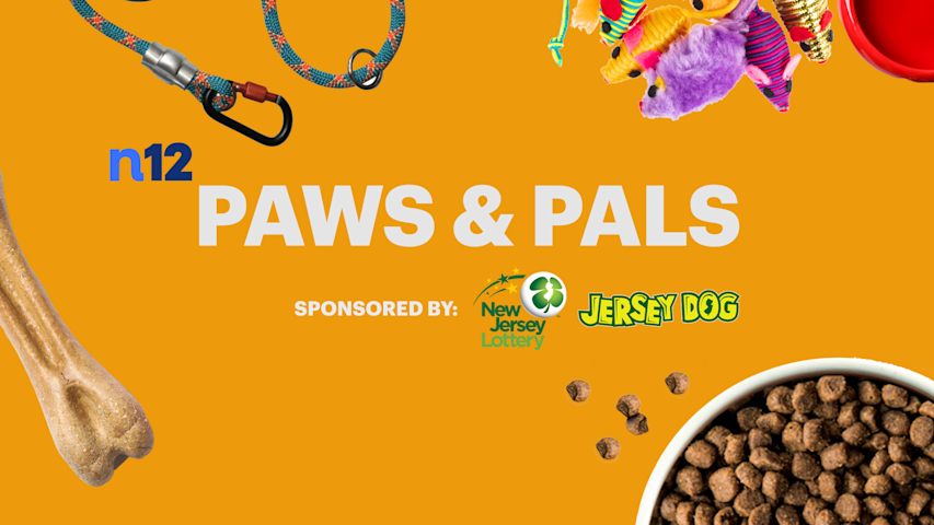 Video thumbnail for Paws & Pals: Meet Angus, a playful 3-year-old hound mix looking for a loving home
