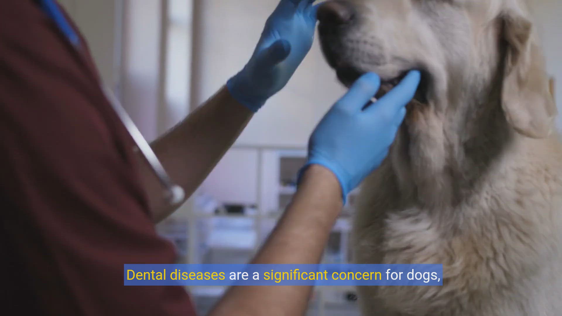 'Video thumbnail for Easy Dog Dental Care: Home Cleaning Tips & Tricks!'