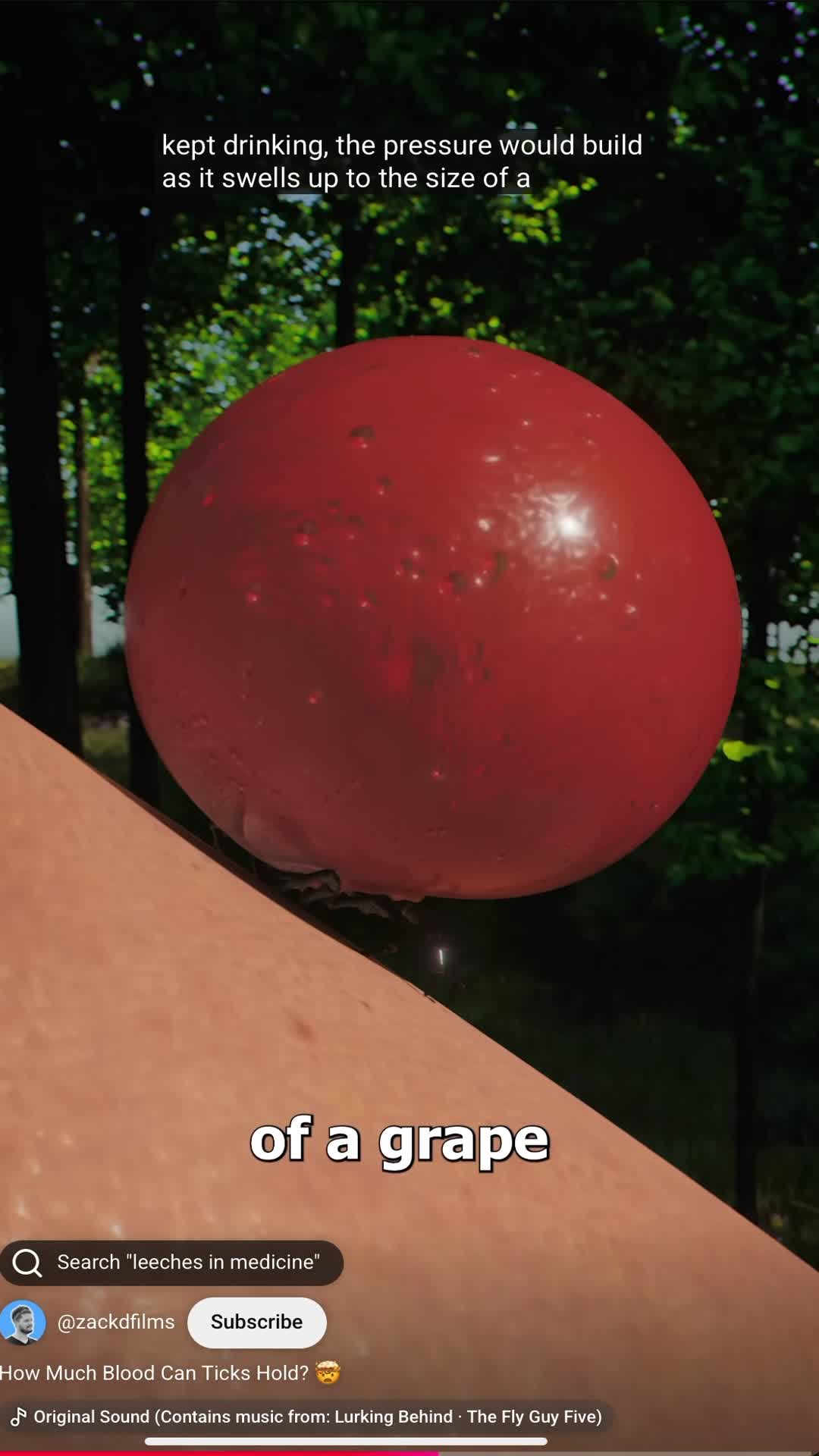 Video thumbnail for Grape