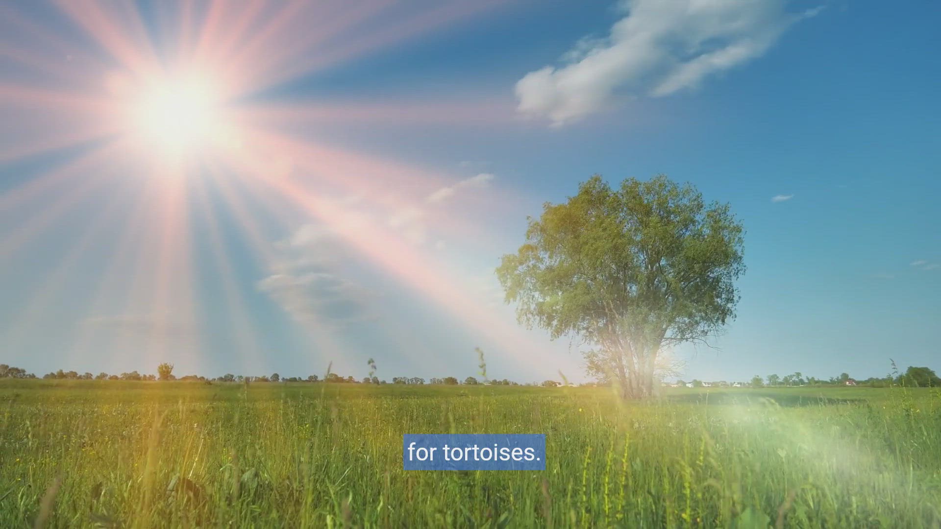 'Video thumbnail for Ultimate Tortoise Haven: Crafting Your Outdoor Sanctuary'