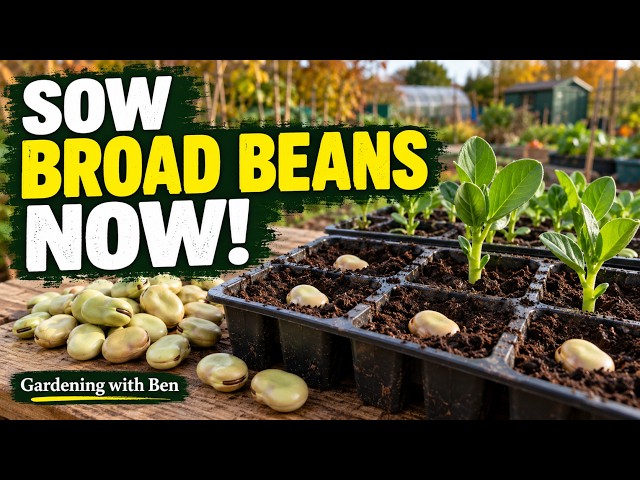 Video thumbnail for Sow Broad Beans in Autumn? Here’s How I Start Mine!