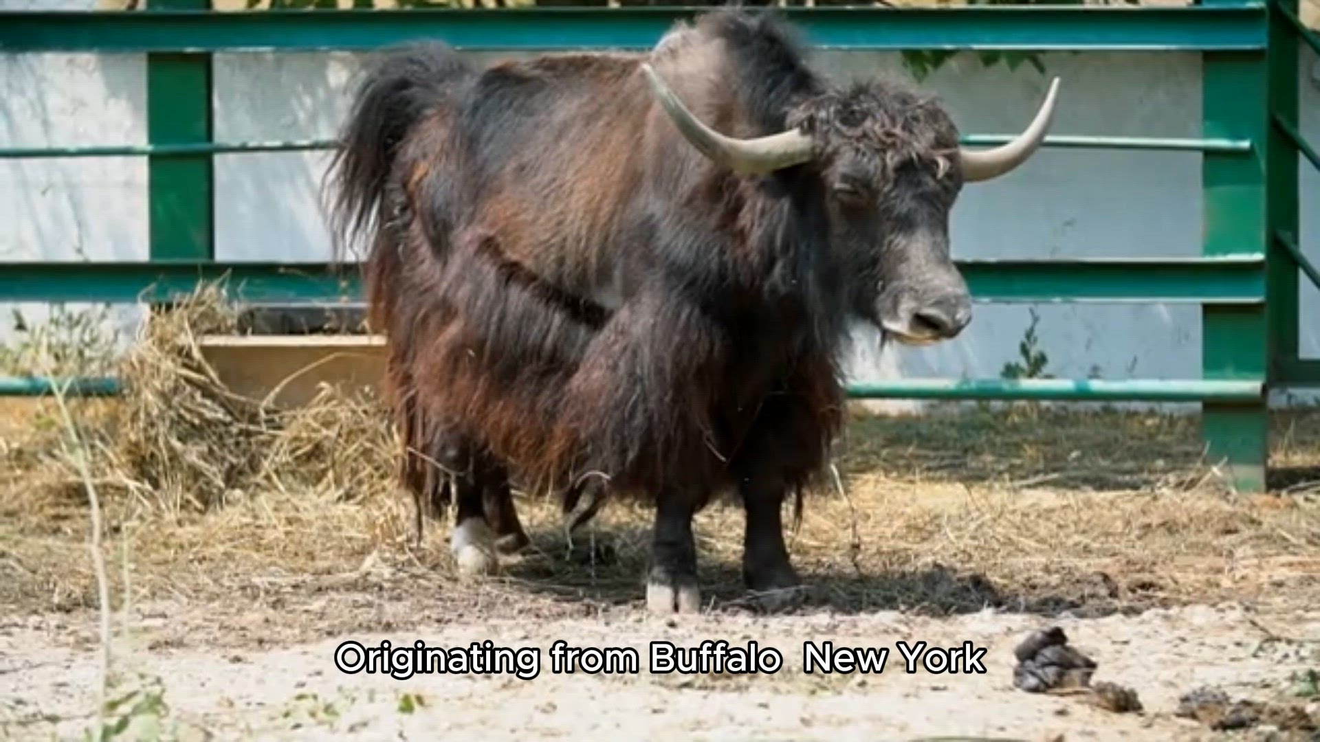 Video thumbnail for Buffalo Wings Recipe