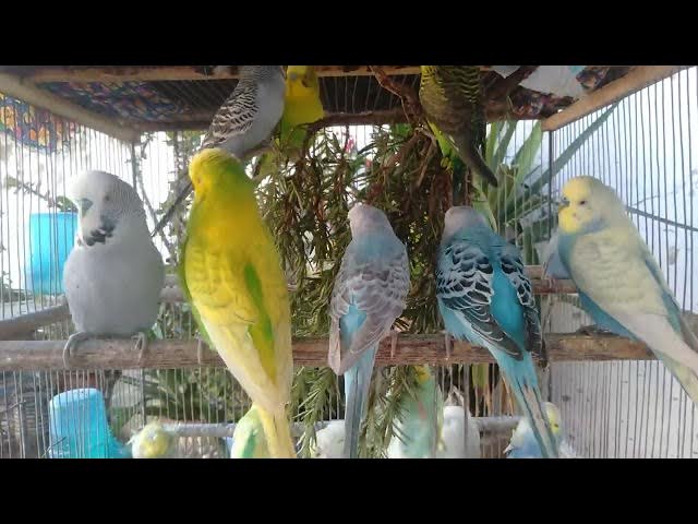 Video thumbnail for Budgies Spreading Love 💕🐤  Joyful Chirping Sounds