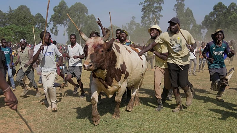 Video thumbnail for In Kenya's Kakamega County, bullfighting boosts the economy and social unity