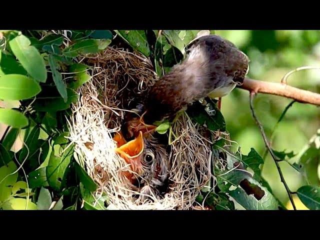 Video thumbnail for Baby's bird wait to eat food on nest