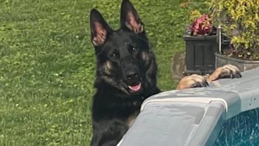 Video thumbnail for Wantagh pet boarding facility speaks out after dog's death