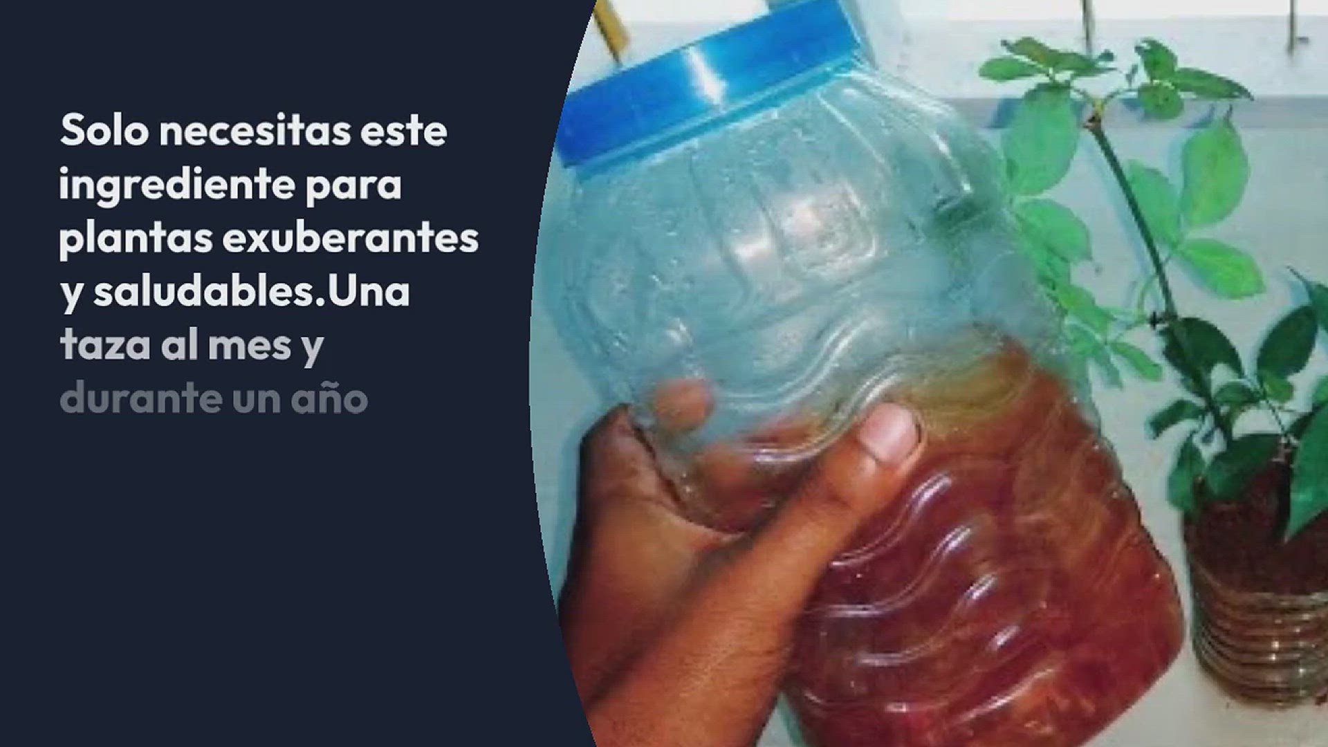 Video thumbnail for Con una taza al mes de este ingrediente tendrás plantas exuberantes durante 365 días
