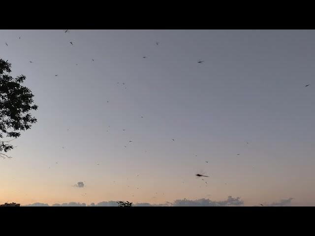 Video thumbnail for Dragonflies at Hollywood Beach in Chicago, Illinois