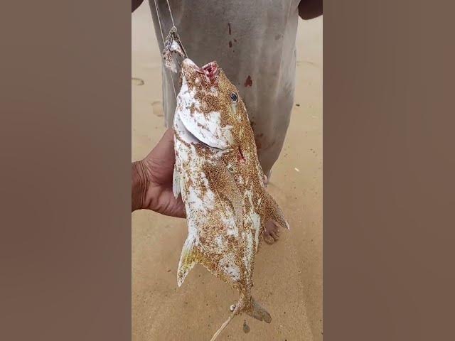 Video thumbnail for hamaliya hand professional fishing