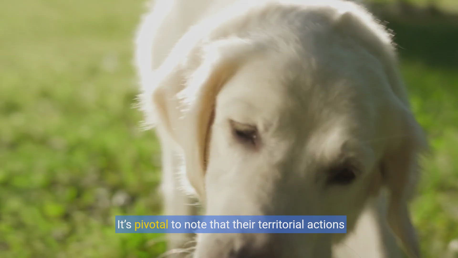 'Video thumbnail for Mastering Canine Territories: A Dog Owner's Guide'