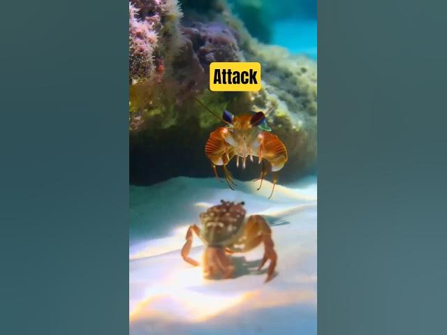 Video thumbnail for The mantis shrimp's strike is one of the fastest in the animal kingdom. #seacreatures #attacks