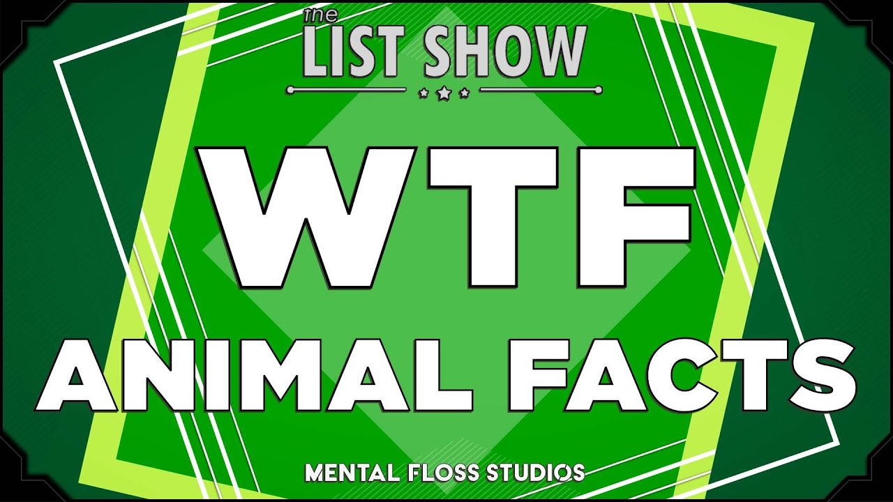 Video thumbnail for 28 WTF Facts About Animals | Mental Floss