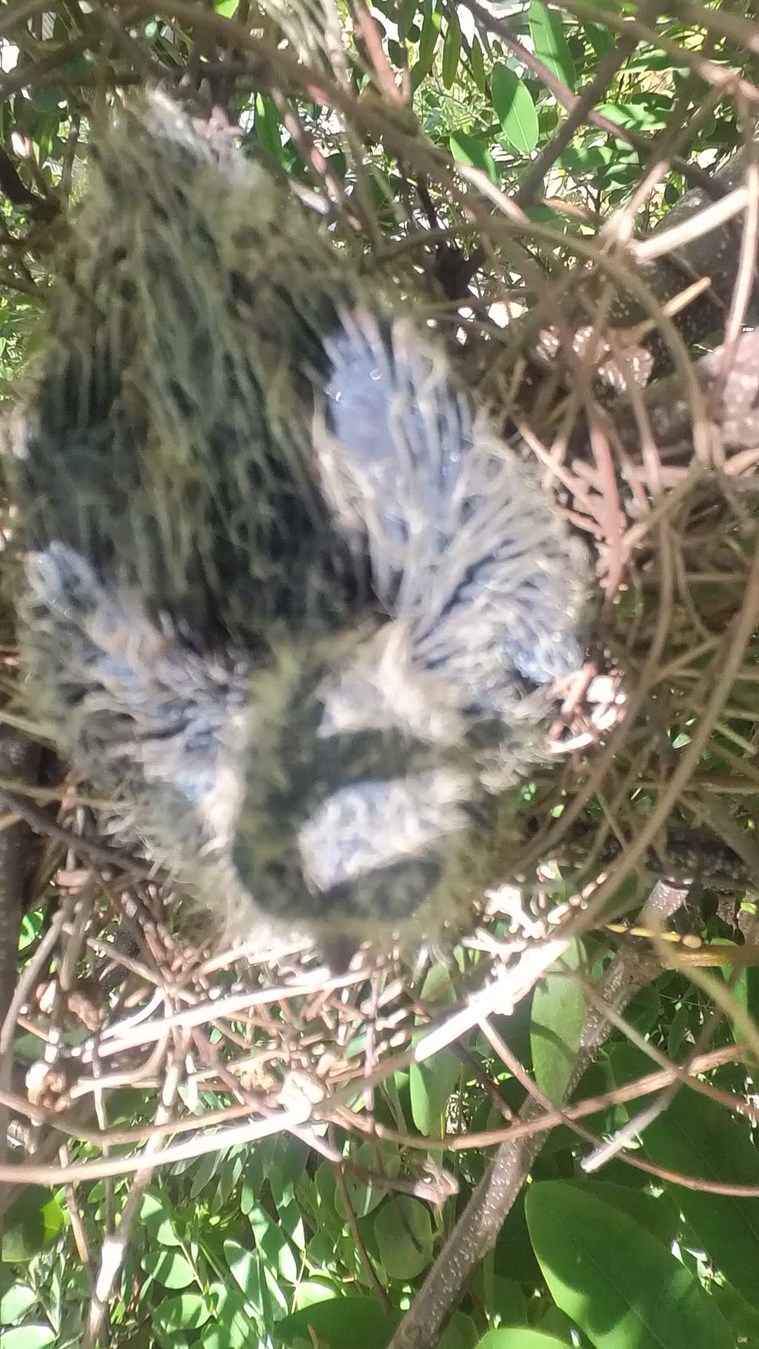 'Video thumbnail for wild dove baby bird #babybird #dove #dovebird #nestbird #shortbird #nestdove #birdeat #birdfeed'