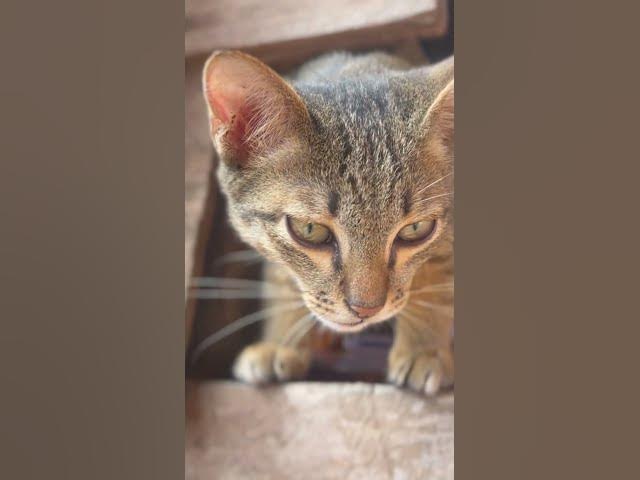 Video thumbnail for 26 ធ្នូ 2025