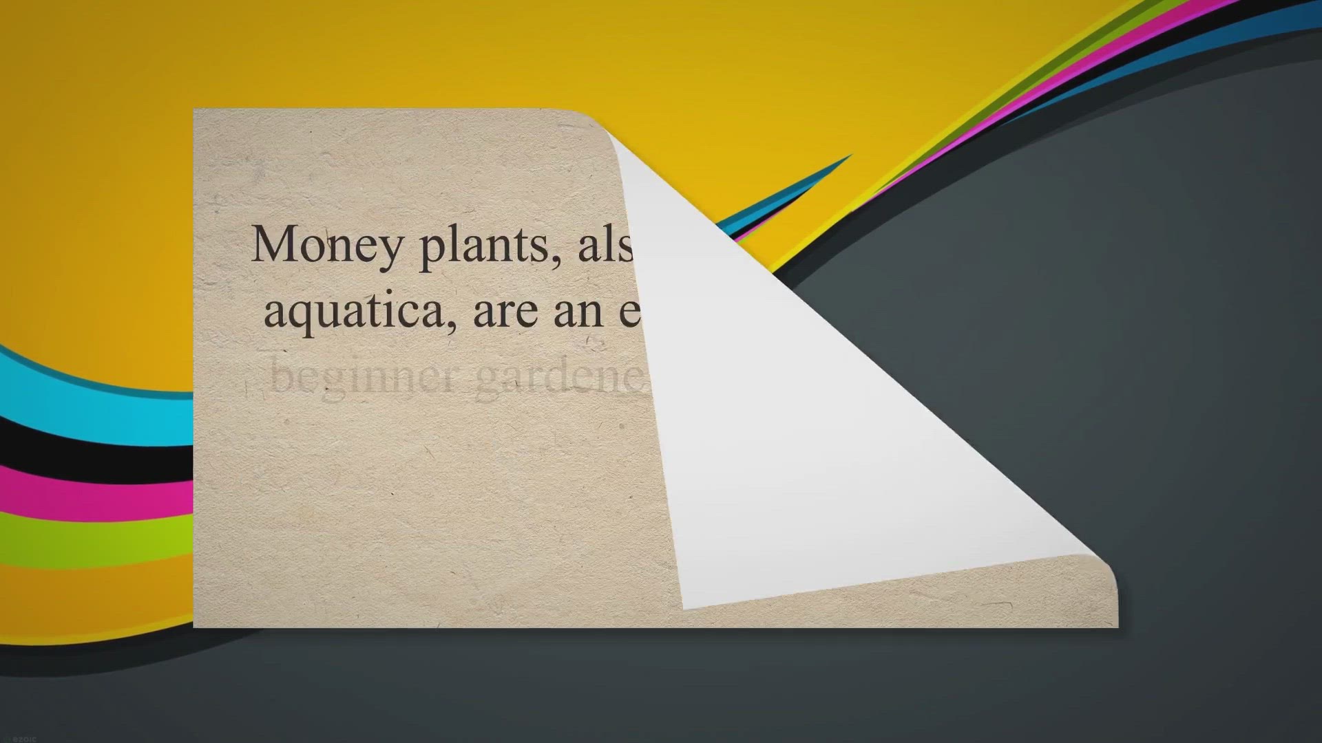 Video thumbnail for How Many Times Should I Water Money Plant