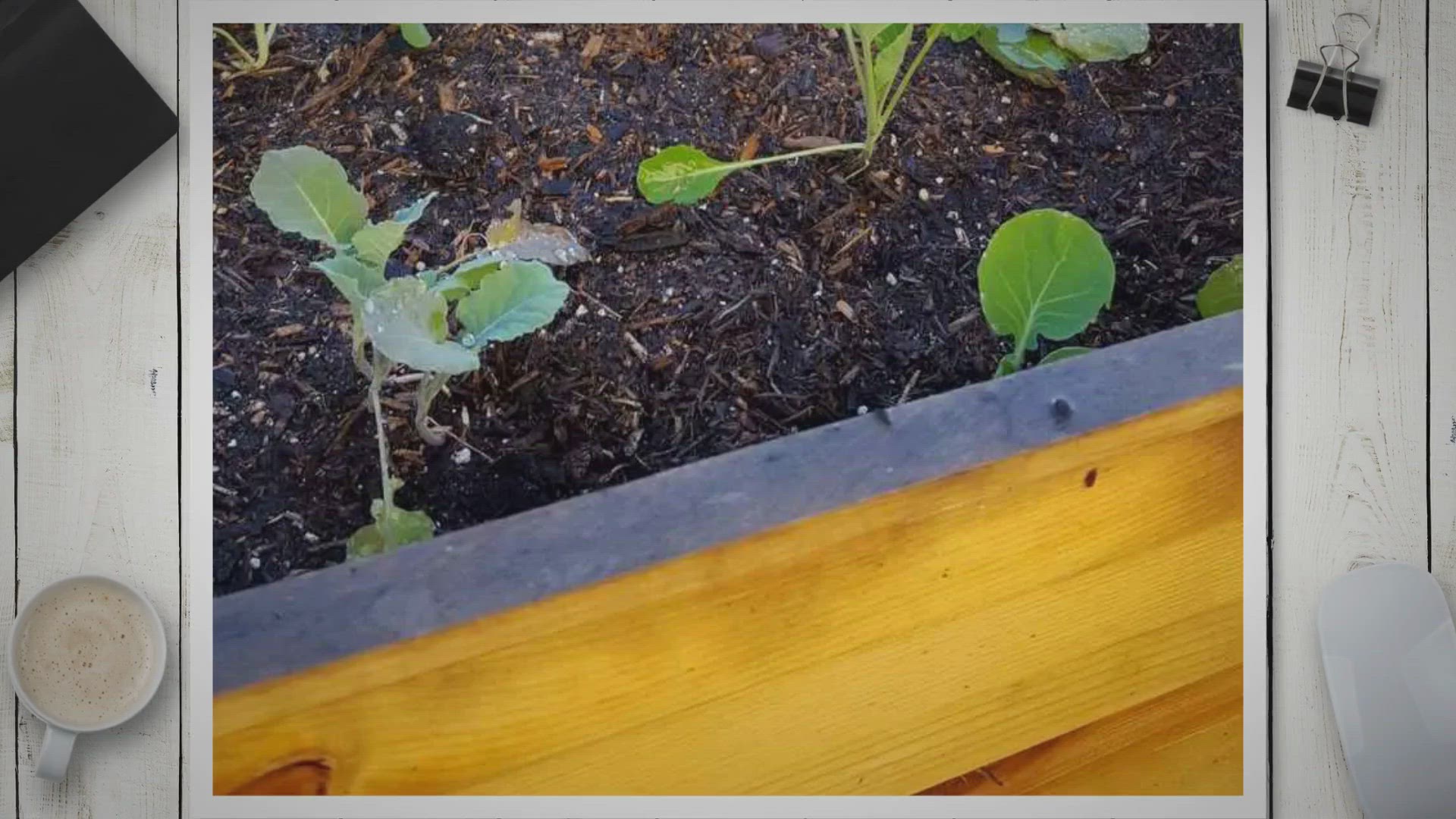 Video thumbnail for How To Safely Treat Wood Used for Raised Garden Beds