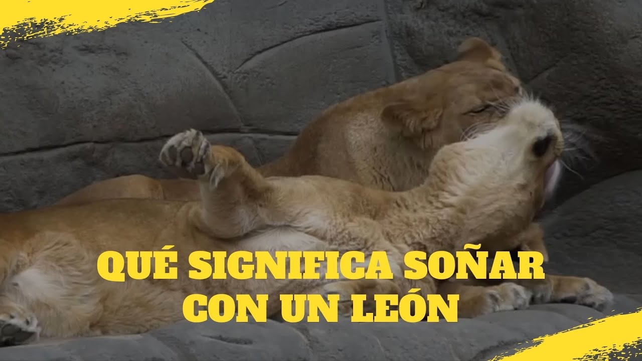'Video thumbnail for Qué significa soñar con un león, video blog'