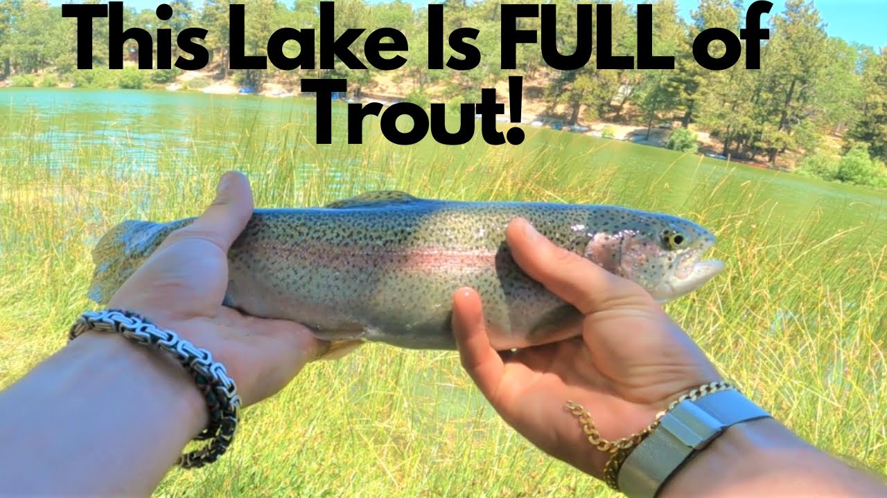 Video thumbnail for TROUT Fishing California Mountain Lake FILLED with FISH || Green Valley Lake