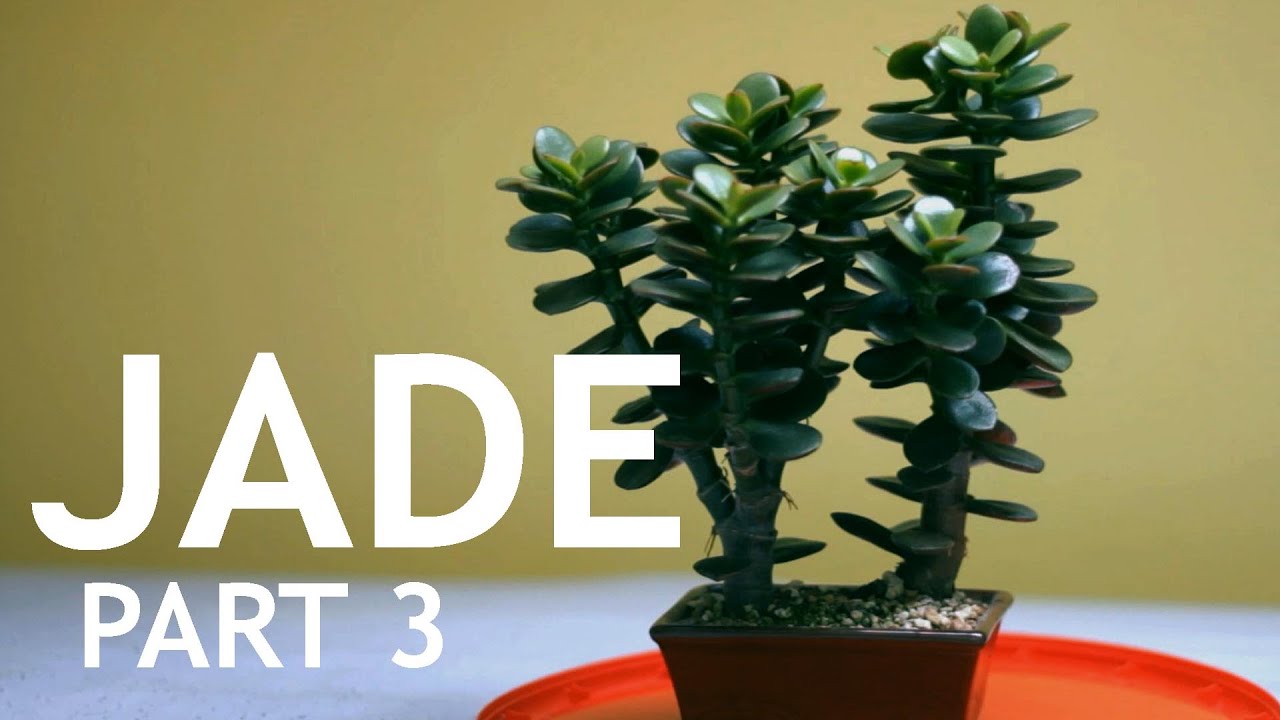 Video thumbnail for Jade Bonsai, Part 3