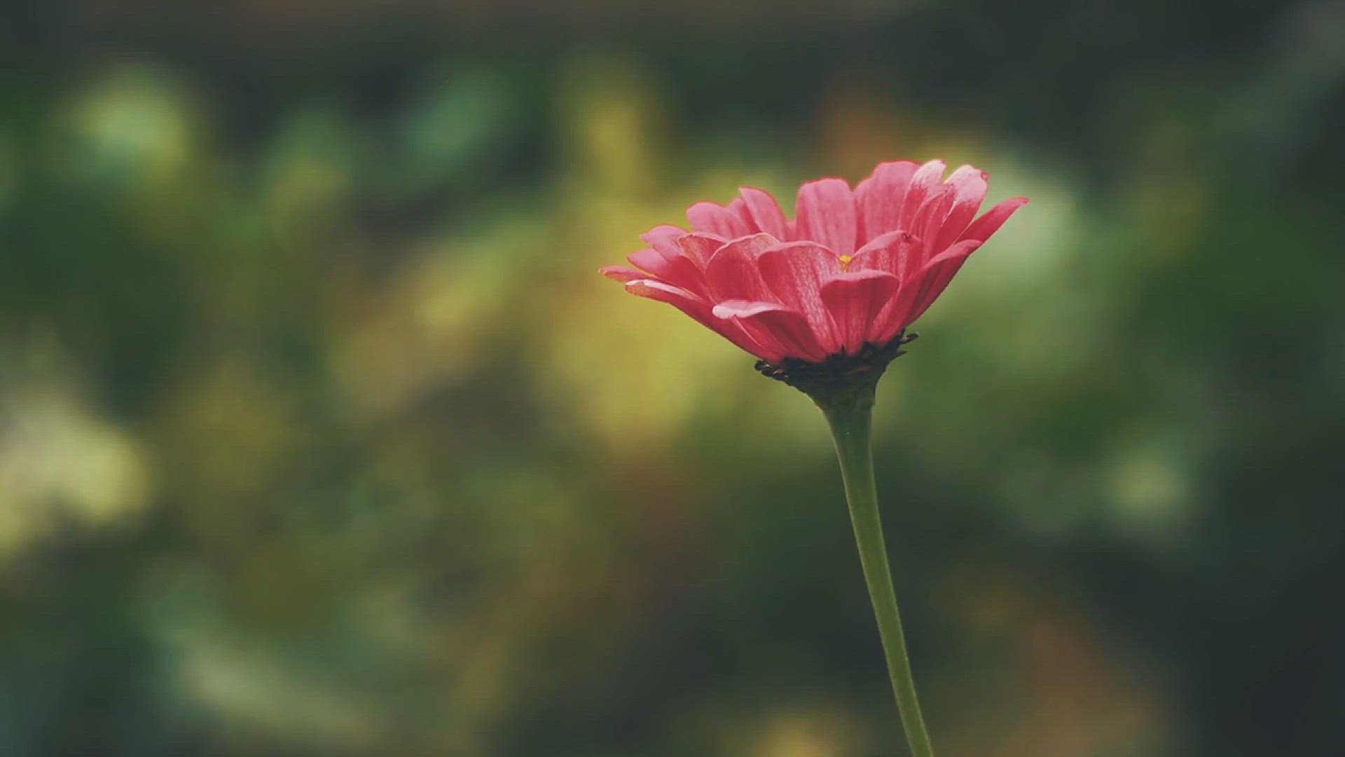 'Video thumbnail for How to Build a Garden with Wildflowers'