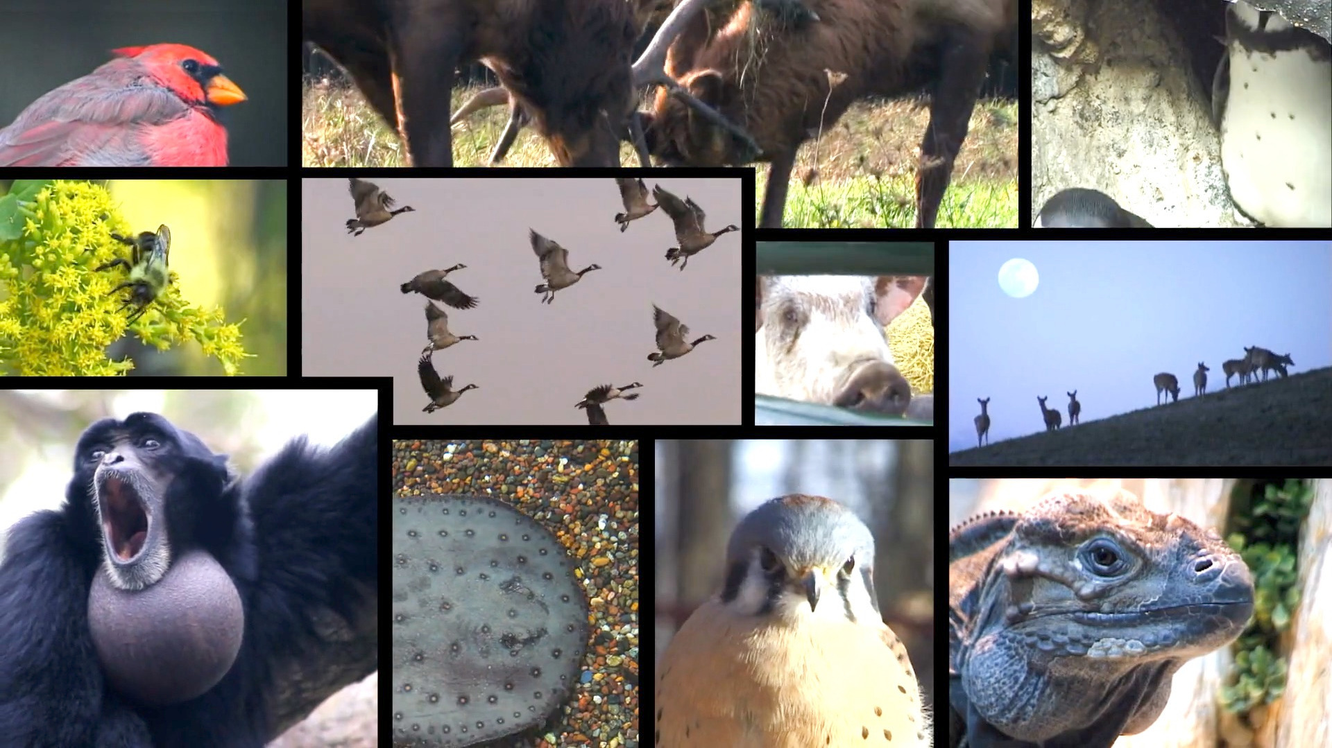 Video thumbnail for A genome study upends assumptions about viral spread