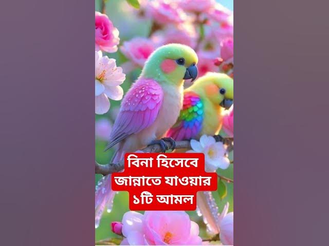 Video thumbnail for বিনা হিসেবে জান্নাতে যাওয়ার ১টি আমল#shorts #viral#sheikh_ahmadullah#islamicalortips