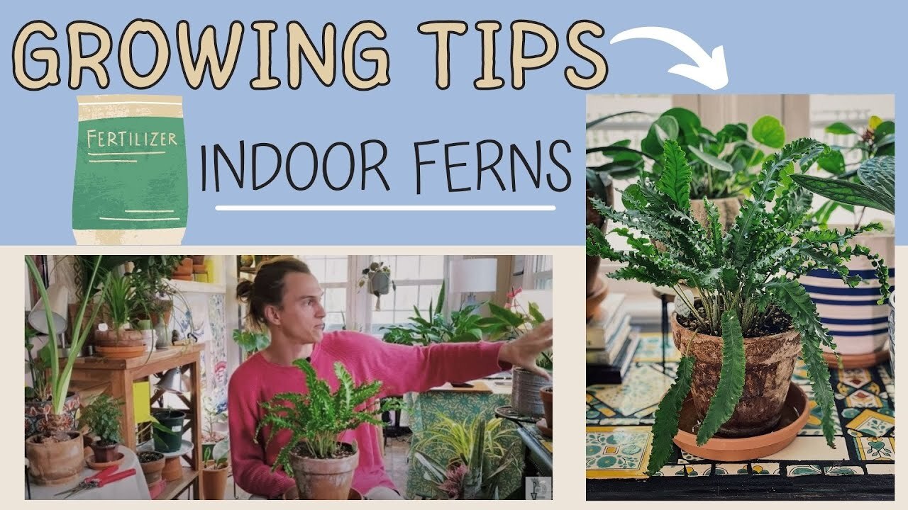 Video thumbnail for FERNS Indoors - How to Care for Ferns as Houseplants (SUB SPANISH)