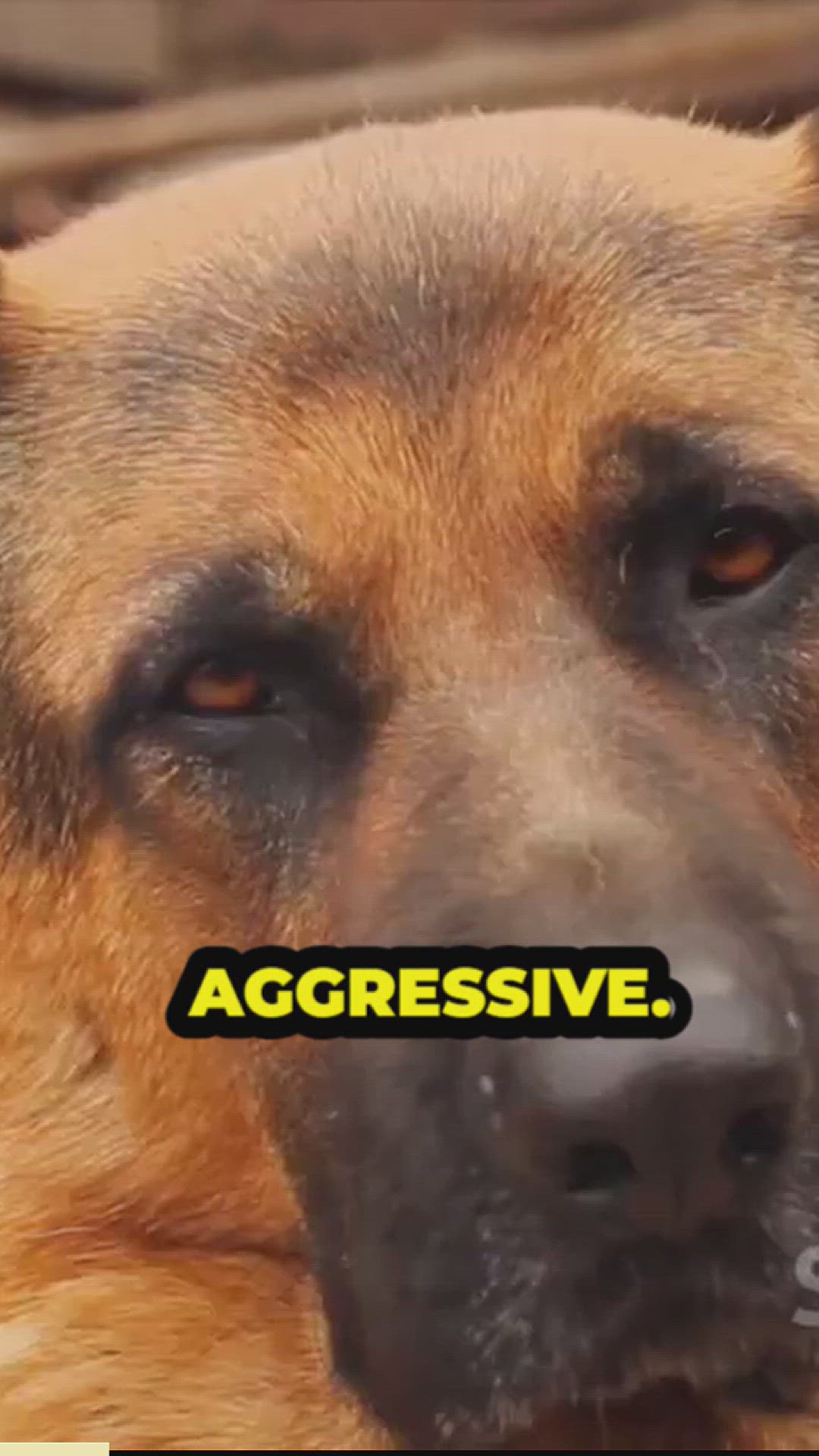 'Video thumbnail for can german shepherds by harsh treatment'