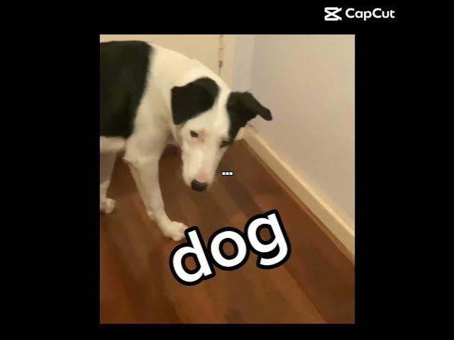 Video thumbnail for dont be scared #dogs #dogshorts #dogs #dog