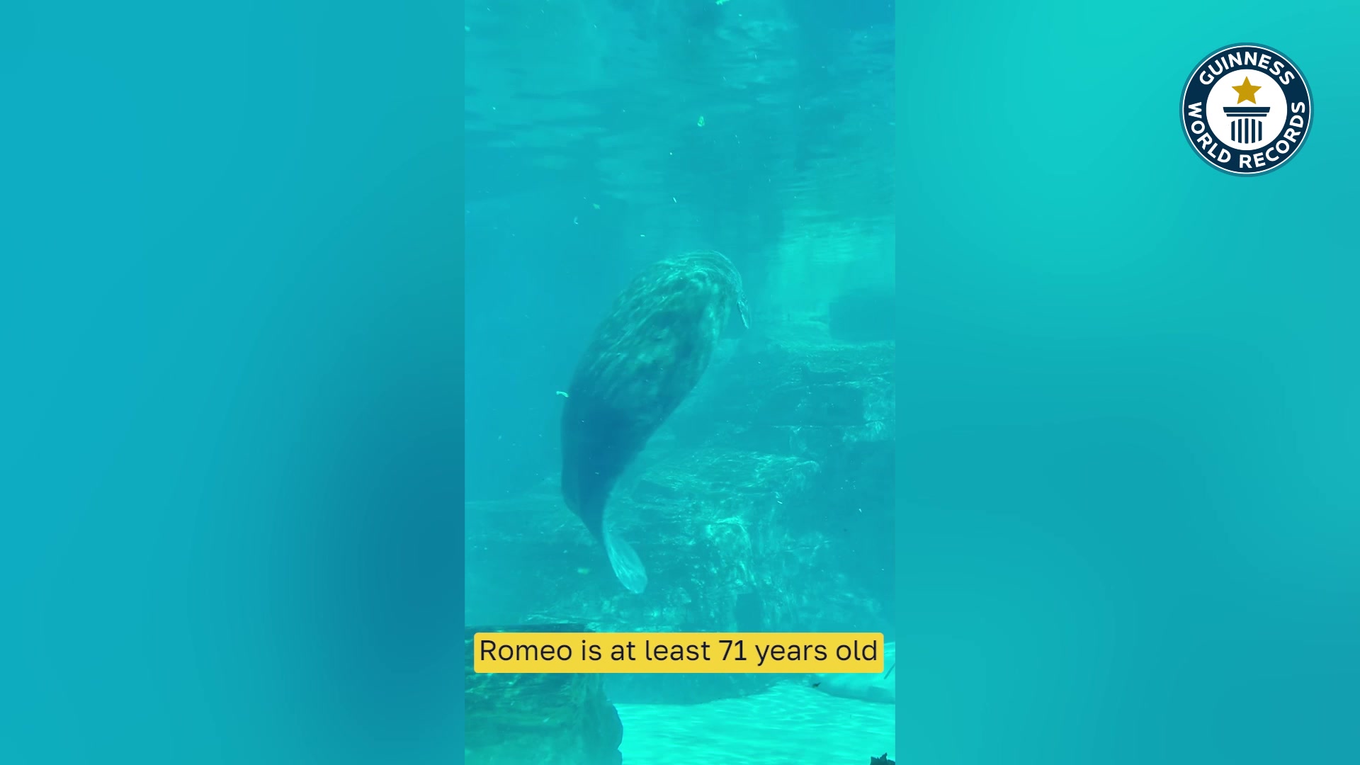 Video thumbnail for Oldest Manatee in Captivity Romeo Story