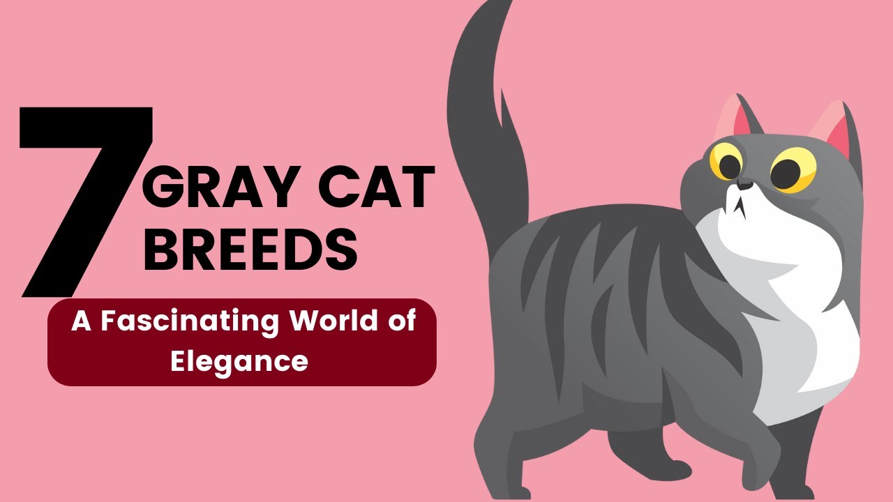 Video thumbnail for 7 Gray Cat Breeds  A Fascinating World of Elegance