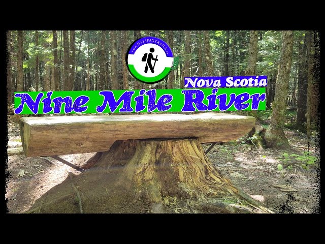 'Video thumbnail for City Escape! Forest Bathing in Nine Mile River'