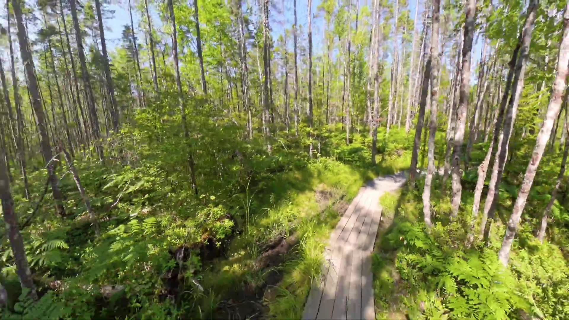 'Video thumbnail for City Escape! Forest Bathing in Nine Mile River'