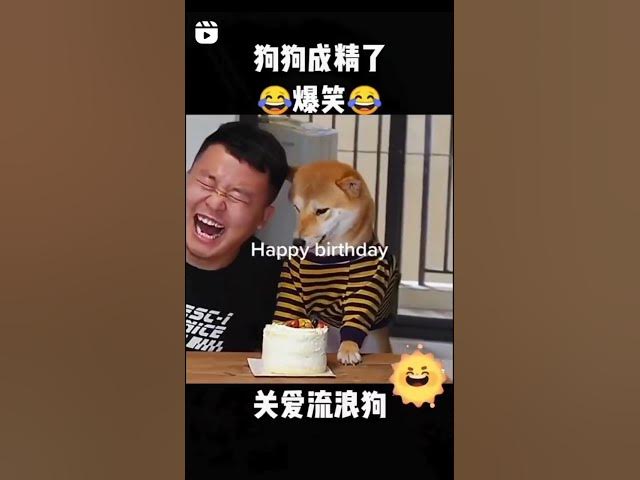 'Video thumbnail for Happy Birthday Dog #maddog #prankdog #angrydog #angryshiba #shibainu'