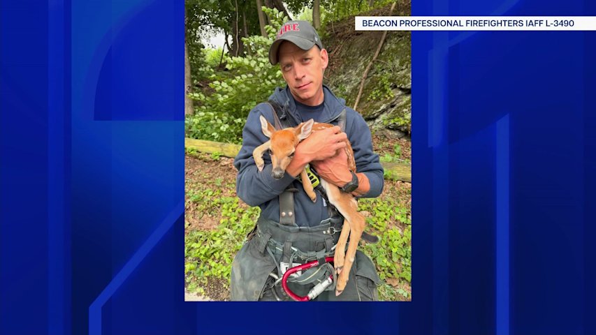 Video thumbnail for Baby deer rescued from storm drain and reunited with mother in Beacon