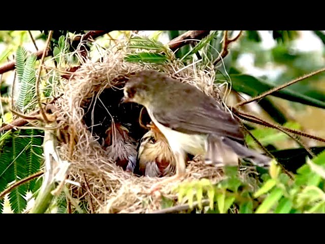 Video thumbnail for Father's cuckoo bird catch food to feed it baby's on nest