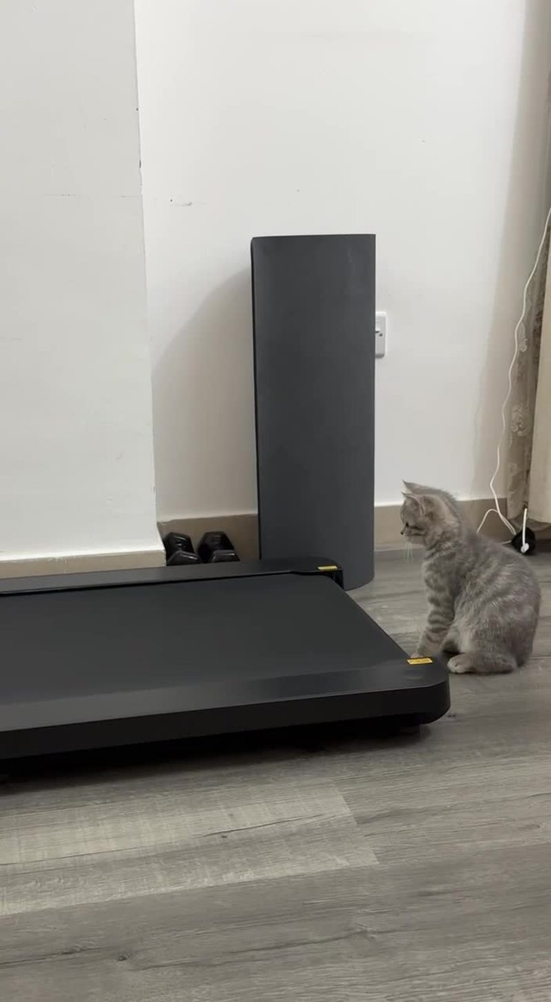 Video thumbnail for Curious Kitten Investigates a Mysterious Treadmill