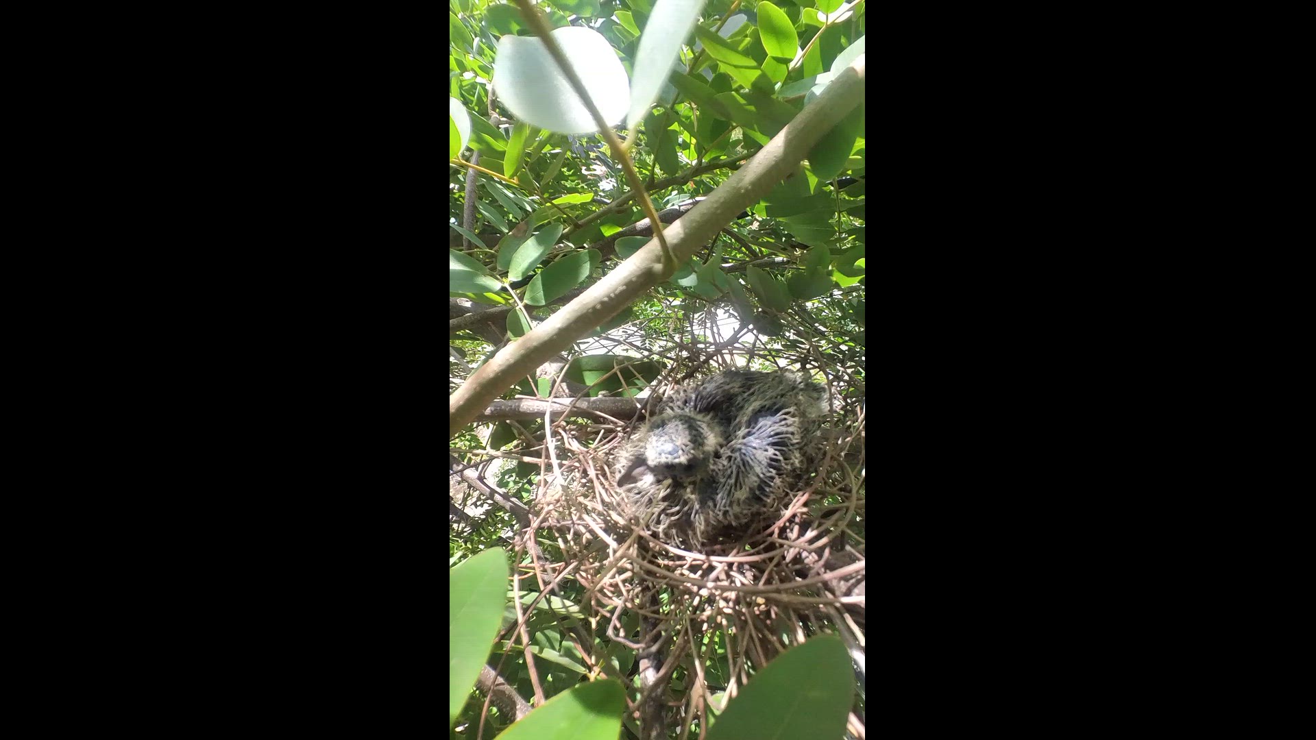'Video thumbnail for all dove bird #babybird #dove #dovebird #nestbird #shortbird #nestdove #birdeat #birdfeed'