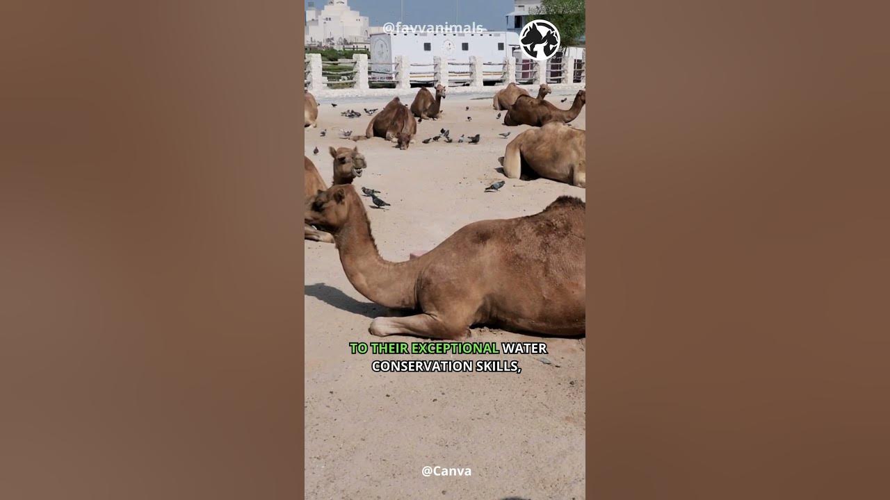 Video thumbnail for Desert Nomads The Resilient World of Camels #shorts #camels
