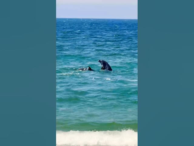Video thumbnail for Dolphins Playing off California Coast  in Seal Beach 🐬