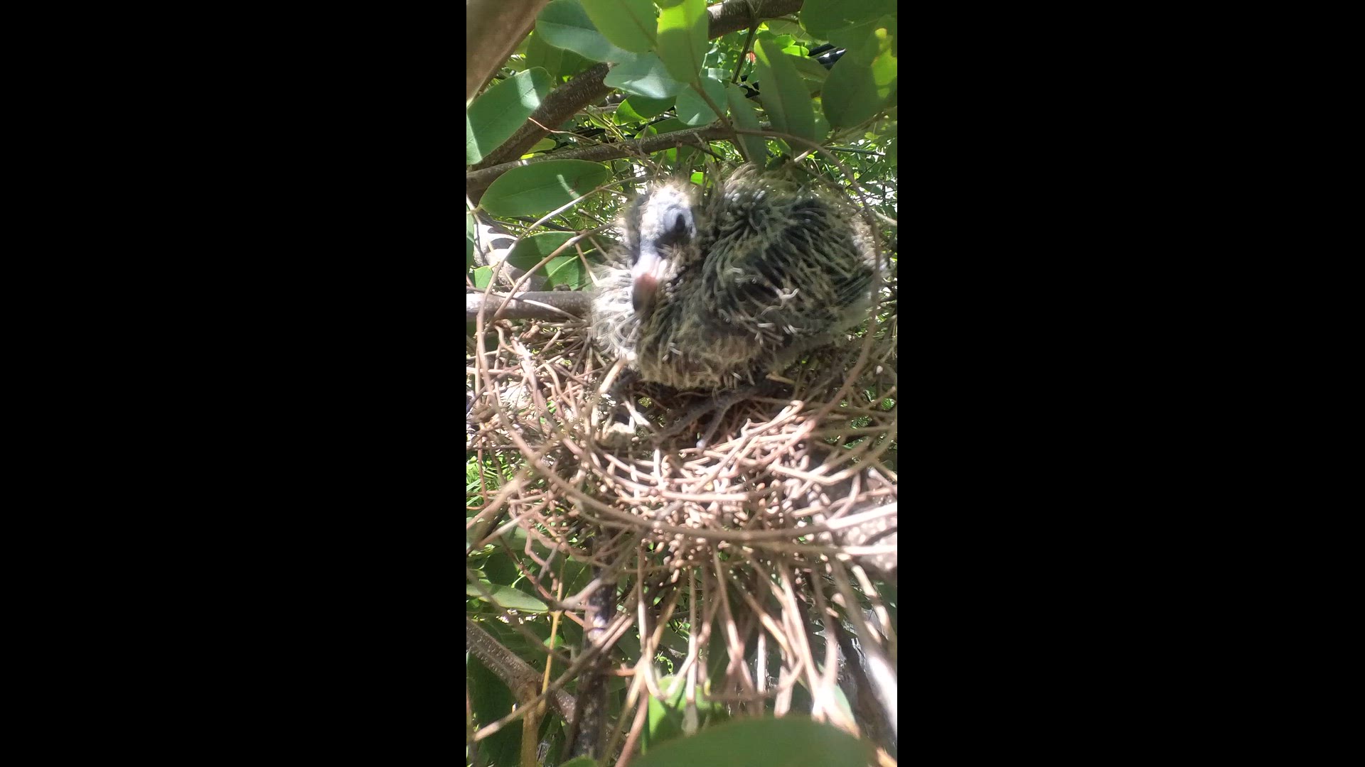 'Video thumbnail for Wild dove on nest #babybird #dove #dovebird #nestbird #shortbird #nestdove #birdeat #birdfeed'