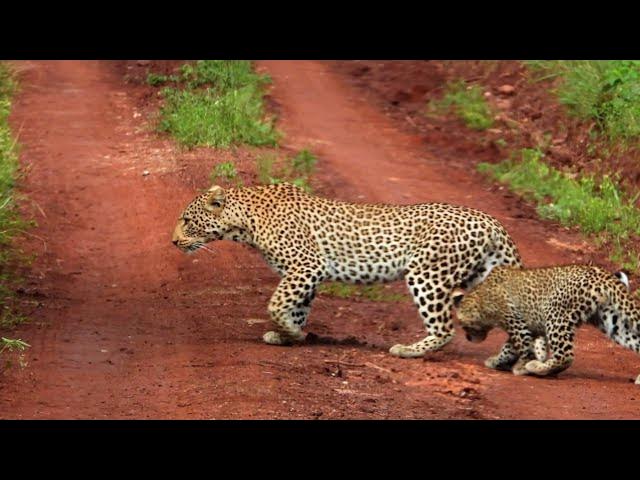 Video thumbnail for The Big Five Game Animals of Africa - Interesting Facts About Them