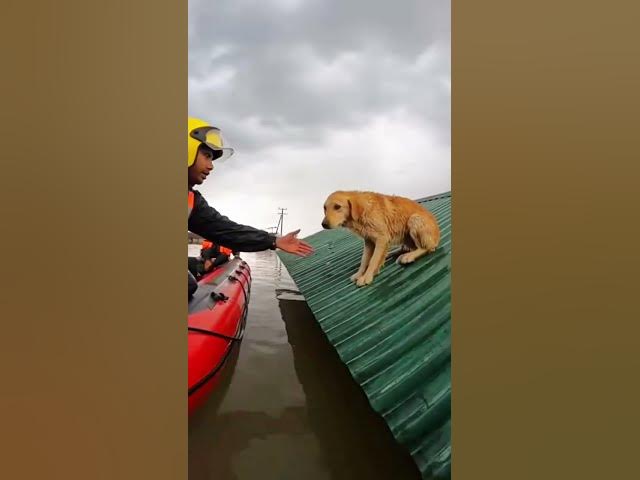 Video thumbnail for рдбреВрдмрддреЗ рдкрд╛рдиреА рдореЗрдВ рдЯрд┐рди рдХреА рдЫрдд рдкрд░ рдЬрд┐рдВрджрдЧреА рдХреА рдЬрдВрдЧ ЁЯРХЁЯТФрдЪрд╛рд░реЛрдВ рддрд░рдл рдкрд╛рдиреА, рдКрдкрд░ рдЯрд┐рди рд╢реЗрдб | рдлрдВрд╕реЗ рдХреБрддреНрддреЗ рдХрд╛ рд░реЗрд╕реНрдХреНрдпреВ