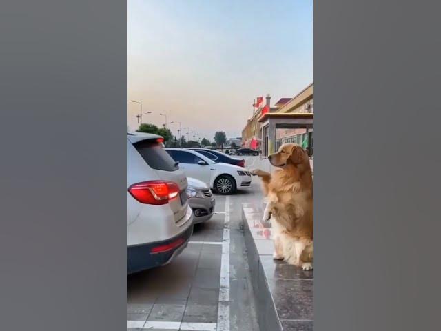 'Video thumbnail for Dog park a car #dogblogger #happydogs #smartdog #cutestdogs #dogdriver'